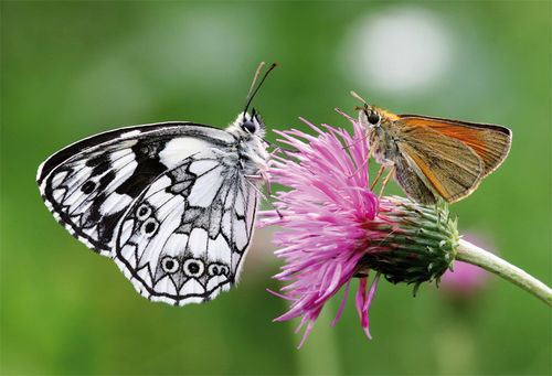 Postkarten-Set "Schmetterlinge"